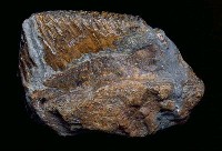 藏品(古菱齒象右上第３顆臼齒)的圖片